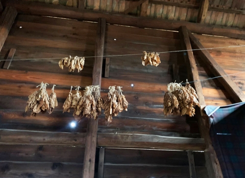 Unikátní sušárna tabáku v Mikulčicích